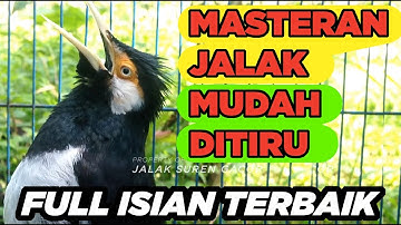 JALAK SUREN GACOR FULL ISIAN AMPUH cocok buat PANCINGAN MASTERAN SEMUA BURUNG JALAK BIAR CEPAT GACOR