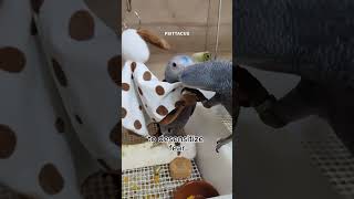 Training towel desensitization baby African grey parrots #birds