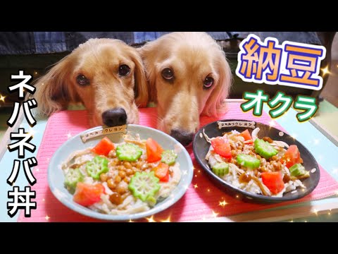 【犬 ASMR 咀嚼音】納豆ご飯を食べる犬の双子～手作り犬ごはん『ネバネバ丼』