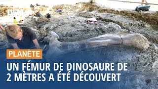 Un fémur de plus de 2 mètres et appartenant à un dinosaure a été découvert en Charente