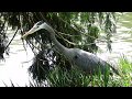 Blue Heron at Golden Gate Park - Stow Lake