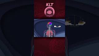 Your Brain Is Part Of The Central Nervous System | KLT Anatomy shorts