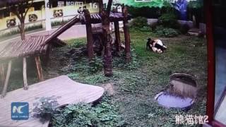 Man jumps into panda den, gets attacked by giant panda 游客闯进熊猫馆 打扰午睡熊猫展开“人熊大战“ Man jumps into panda den, gets attacked by giant panda 游客闯进熊猫馆 打扰午睡熊猫展开“人熊大战“