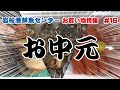 岩船港鮮魚センター（お買い物情報#16）【お中元ギフト】