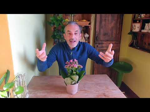 Video: Cura delle piante di Ixora - Scopri come coltivare un cespuglio di Ixora