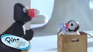 Pinga In A Box Prank Pingu Official Cartoons For Kids