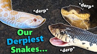 Hognose snake feeding and fun facts!