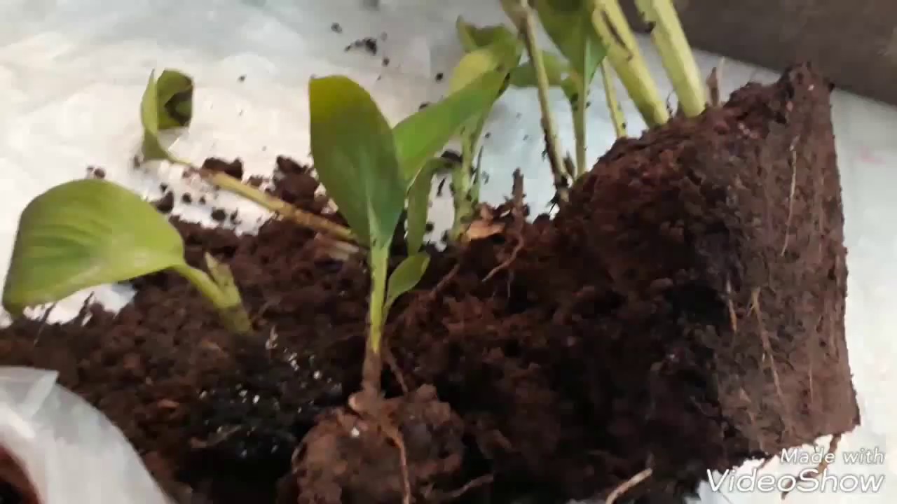 How to Propagate Canna plant , Easy, fast, simple YouTube