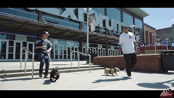 LapdogBulliesMemphis