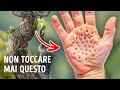 Oltre 30 Fenomeni Naturali che Solo Pochi Hanno Visto