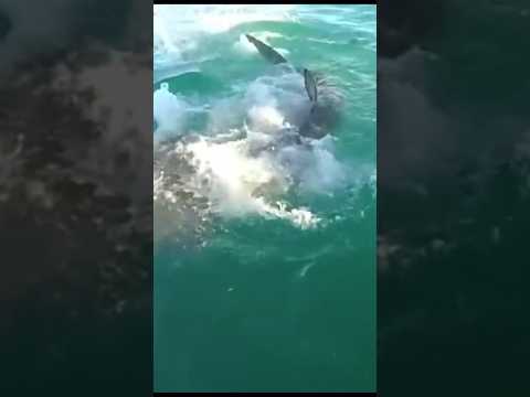 Wideo: Czy rekiny zostały skrzywdzone w piorunach?