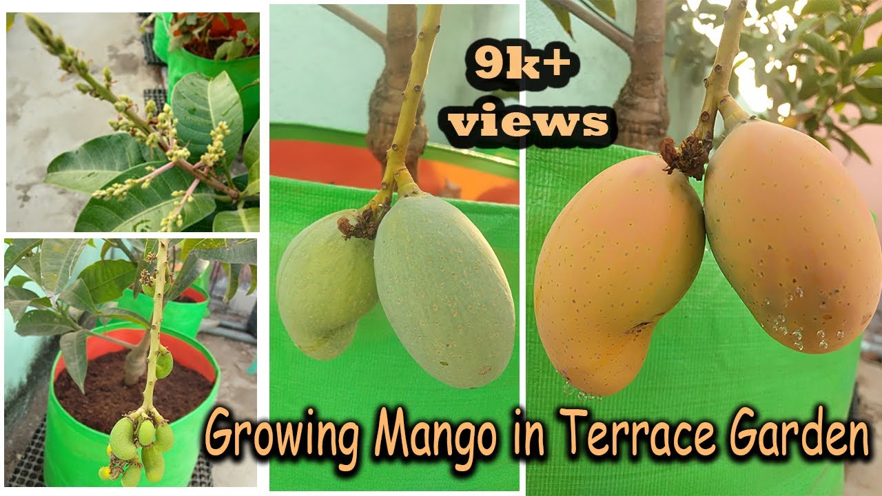 MANGO GROWING IN TERRACE MANGO TIMELAPSE MANGO bonsai mango