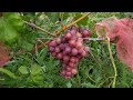 Виноград. Огни Днепра, форма винограда с мускатным вкусом, Калугина В.М. на участке Бондарева В.В.