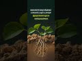 grow #shorts #tamil #status#motivation #viral #mindset #rich #cr7 #tree #success #quotes #fact #news