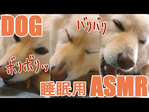 硬いおやつを美味しそうに食べる音【ASMR・睡眠用】