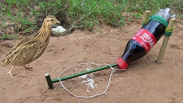 Method Unique Quail Bird Trap Using Coca-Cola Bottle Put In Front Of The Eggs Nest - Easy  Bird Trap