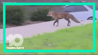 Fox caught near US Capitol after attacking California congressman