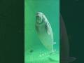 実はわたし、人魚のモデルなんです。名前はジュゴンの「セレナ」#ジュゴン #鳥羽水族館
