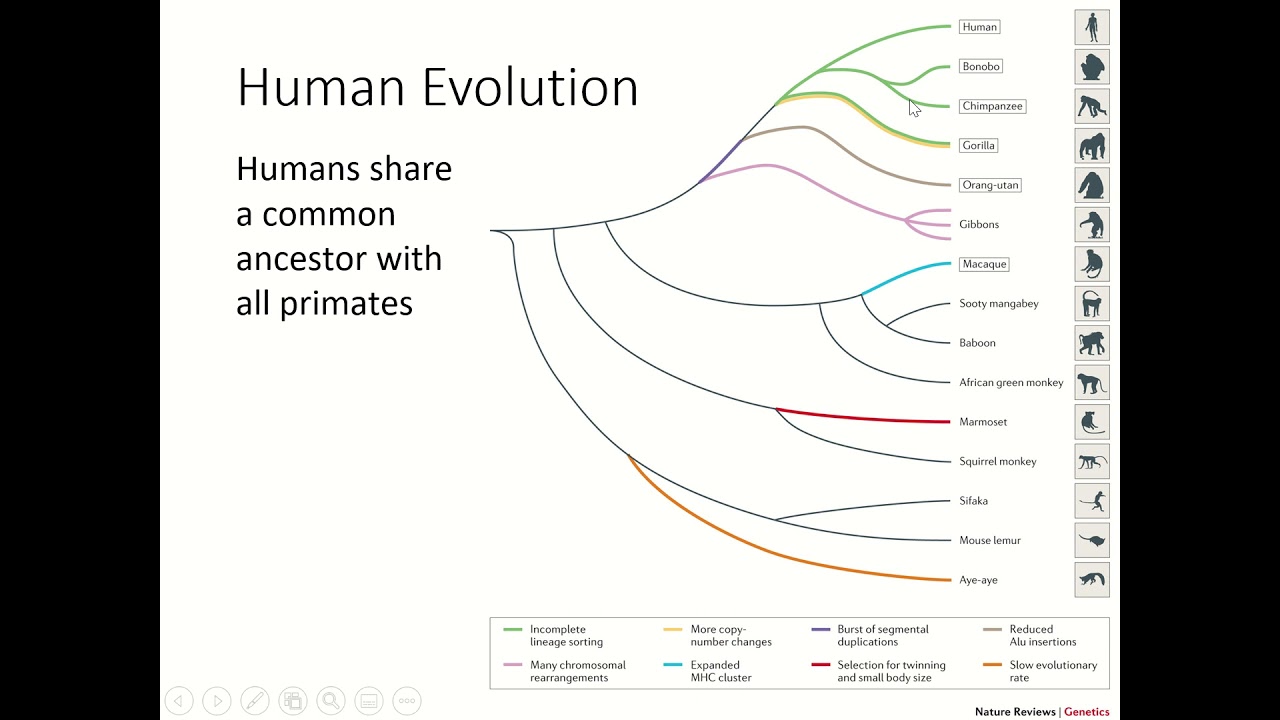 Bio Ch 1: What Evolution Is and Isn't - YouTube