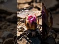 Withered desert succulent bursts into vibrant, dew-kissed bloom.