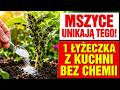 MSZYCE JUŻ ZABIJAJĄ TWOJE ROŚLINY? / 1 ŁYŻECZKA Z KUCHNI I ZNIKAJĄ W 48H BEZ CHEMII!