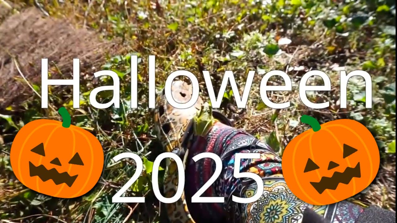 Мой хэллоуинский улов Disney 2025 года