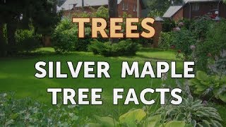 Silver Maple Tree Facts
