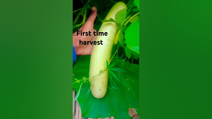 # Alhamdulillah first harvest is ready#❤️💯👍#