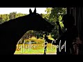 Glitter  gold  equestrian music