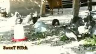 Sodom and gomorah -sweet pitch Zambia