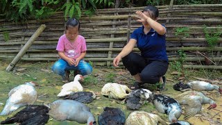 Alone Daughter, Harvesting the Ginger Garden goes to the market sell, A lot of ducks died from flu