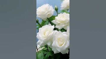 #إسلام_صبحي #تلاوة_خاشعة #تلاوة_هادئة #خواتيم_سورة_المؤمنون #سورة_المؤمنون #quran #قرآن_كريم #explor