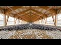 🌾 Small Farm to MEGA Empire: The Ultimate Guinea Fowl Farming Documentary (ASMR) 🚜