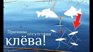 Карась не будет брать если на воде много этих насекомых! Причины отсутствия клёва карпа и карася! Карась не будет брать если на воде много этих насекомых! Причины отсутствия клёва карпа и карася!