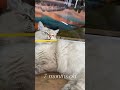Watch my Sibrian forest kitten grow up! #cat #cutecat #kitten #sibriancat