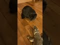 びっくりする猫