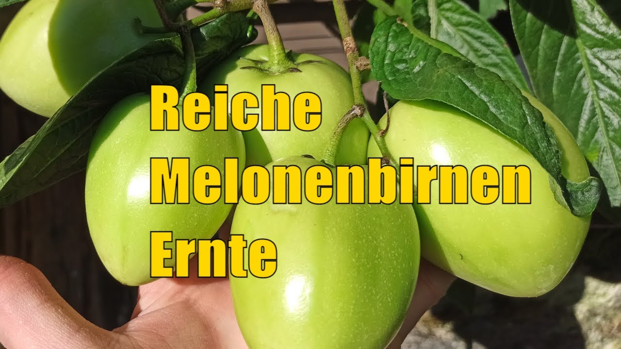 Pepino ausgeizen? Warum weniger Schnitt hier mehr Früchte brachte