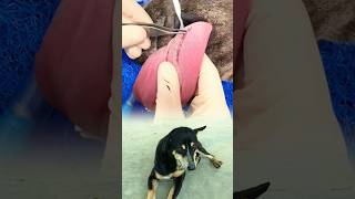 Gentle care — cleaning a dog’s tongue for a healthier smile 🐶✨ #DogCare #PetRescue #AnimalCare