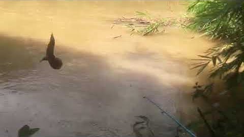 câu cá suối hoa ban food được còn cá chạch lấu 47 đak lak (đam mê câu cá)