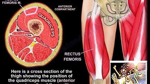 Anatomy Of The Rectus Femoris Muscle - Everything You Need To Know - Dr. Nabil Ebraheim