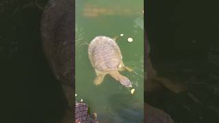 Tortoise At Tripureswari Temple