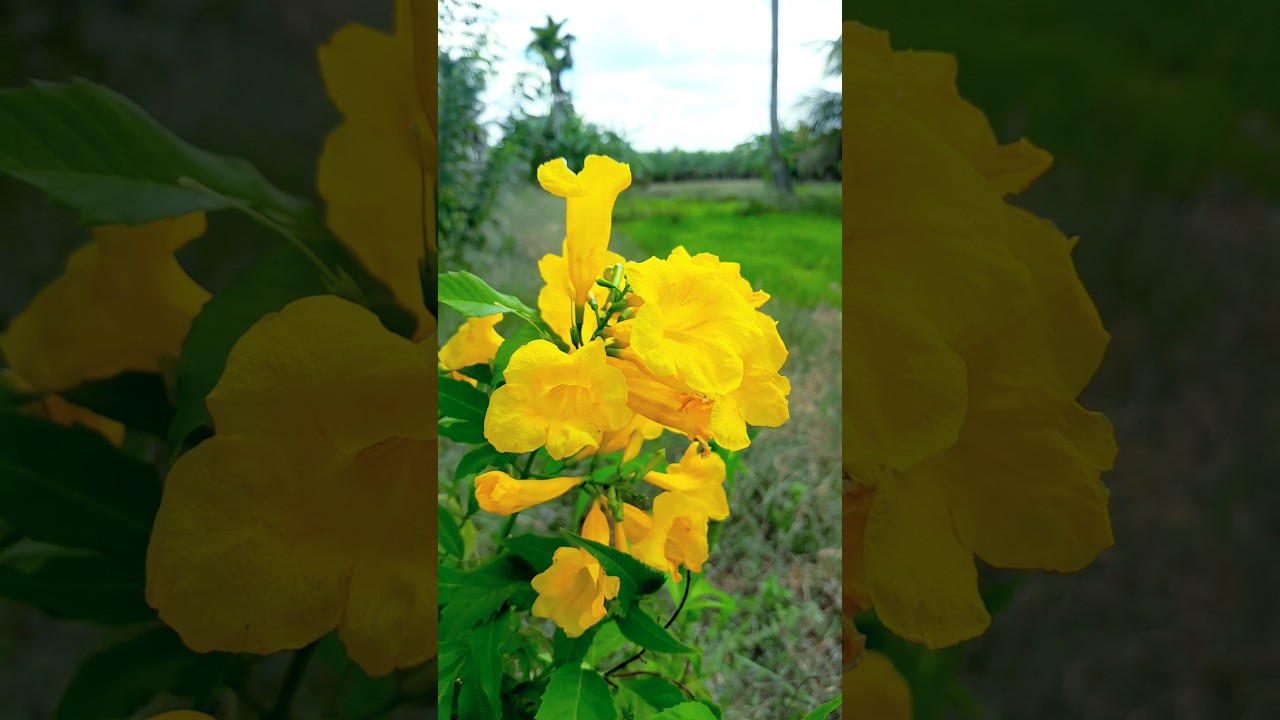 “Bright & Beautiful Yellow Flowers 🌻 Nature’s Sunshine 