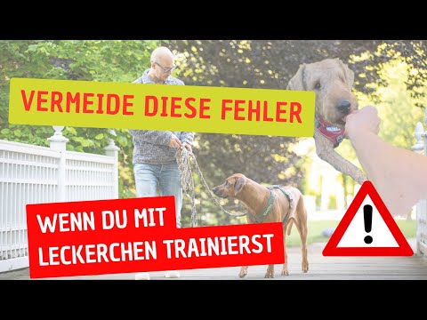 Hundetraining: Vermeide diese