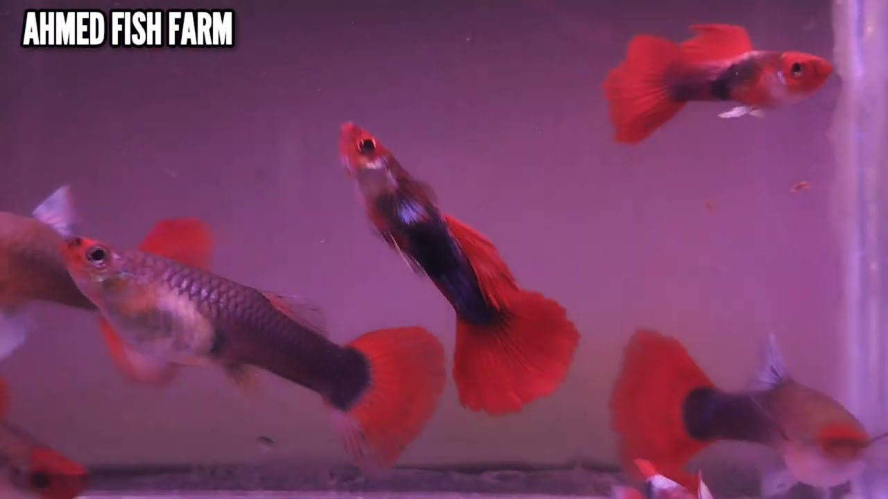 Premium Red Tuxedo Guppy Fish | Pure Bloodline,Breeding Pair Available