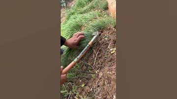 Oddly Satisfying Weed Removal in One Second
