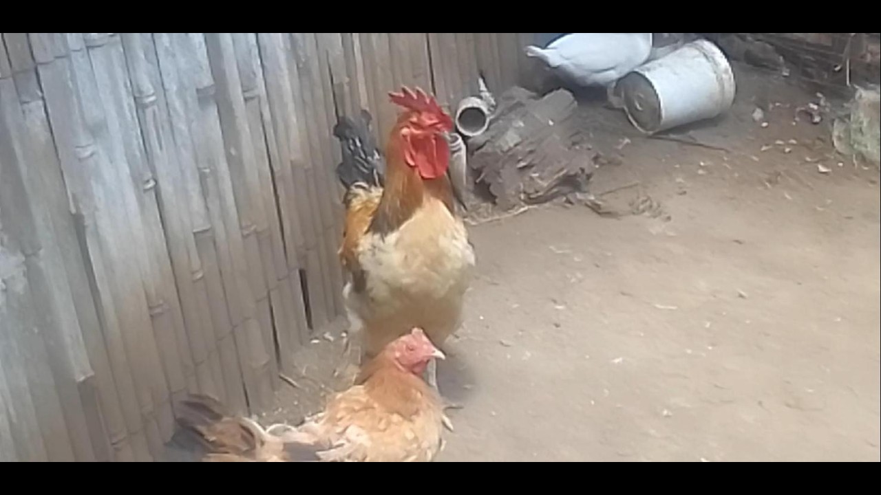 Raw and Uncut: Ushago Chronicles