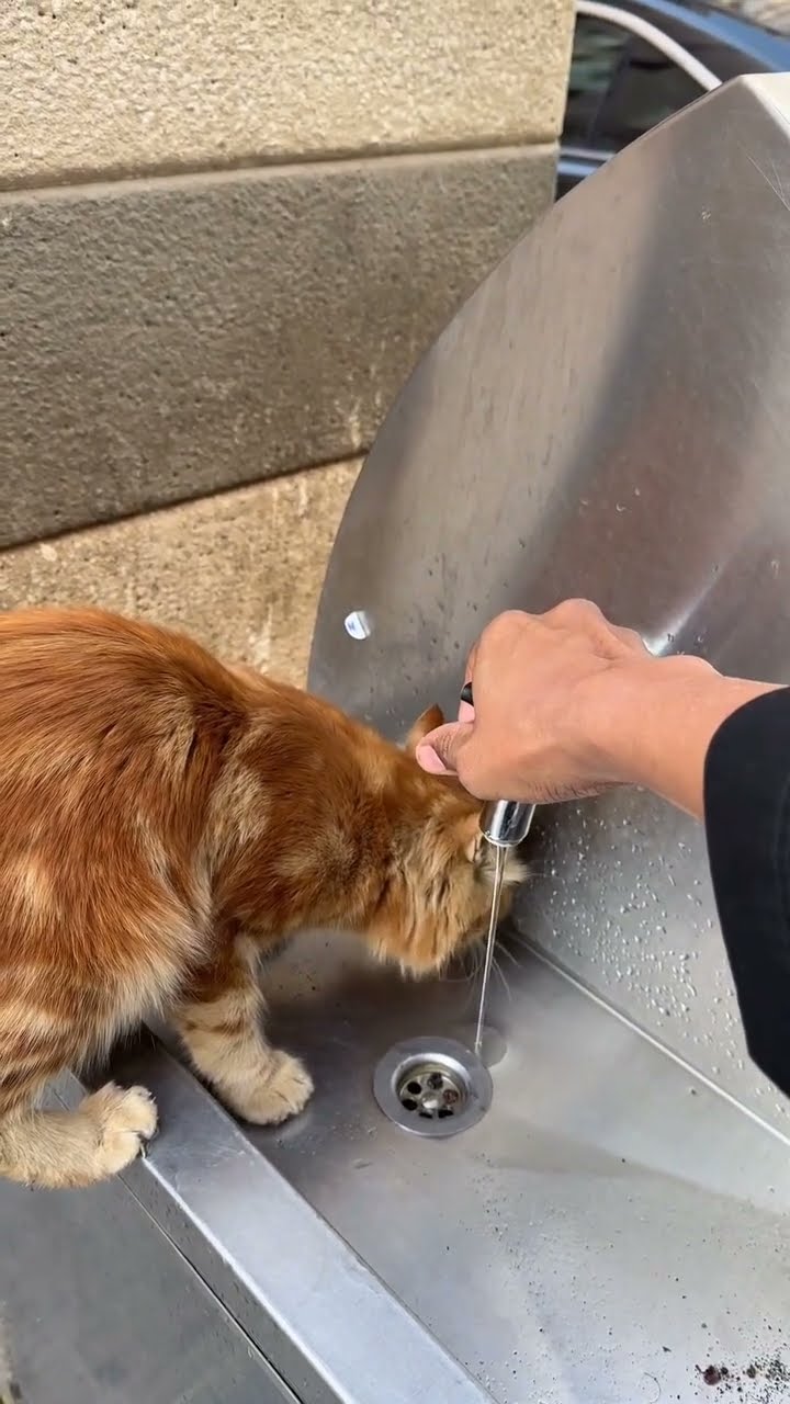 C'est magnifique vidéo chat nature oronge