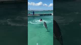 Wait Do Dolphins Have A Sense Of Humor