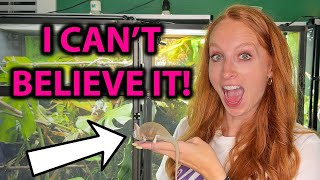 I rescued a veiled chameleon! by Neptune the Chameleon 2,226 views 1 month ago 7 minutes, 11 seconds