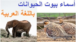 اختبر معلوماتك في اللغة العربية وتعرف على أسماء بيوت الحيوانات